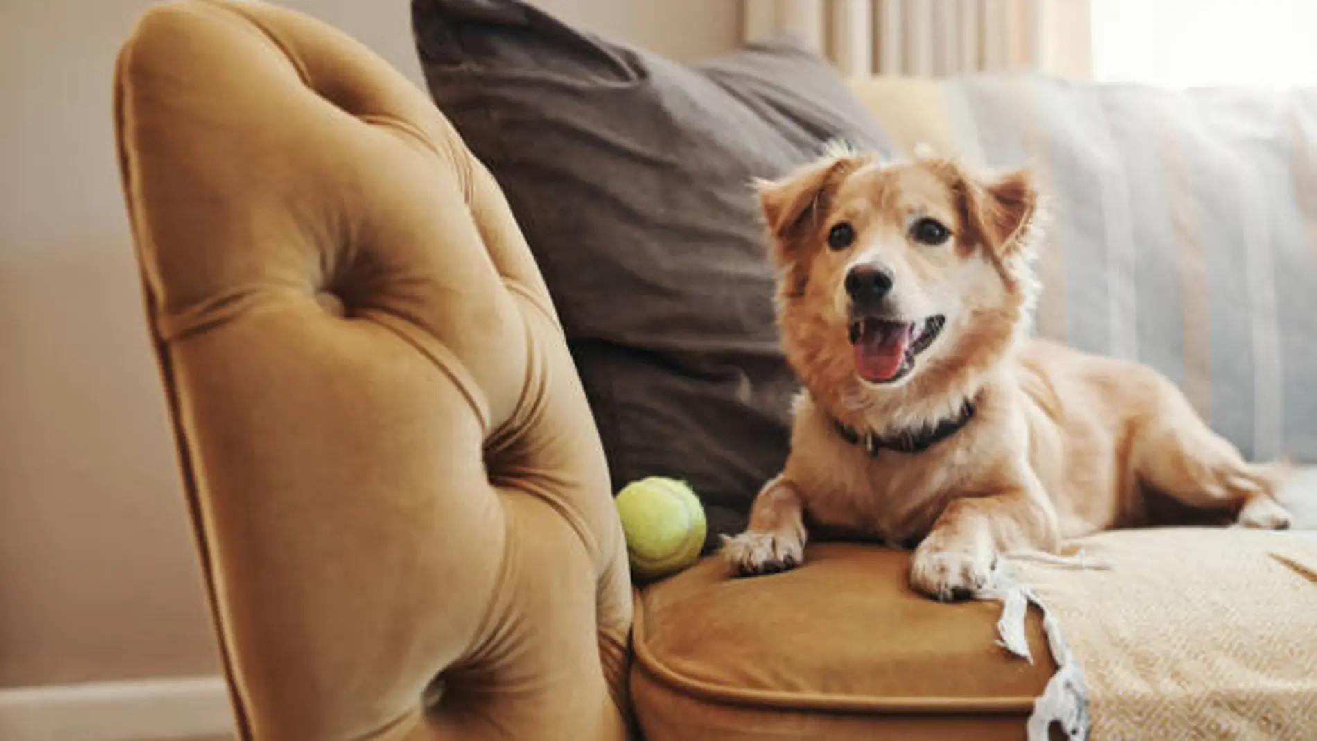 Un perro junto a una pelota