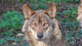 Los ganaderos podr&aacute;n recibir hasta 4.500 euros para instalar medidas de protecci&oacute;n frente a lobos ib&eacute;ricos