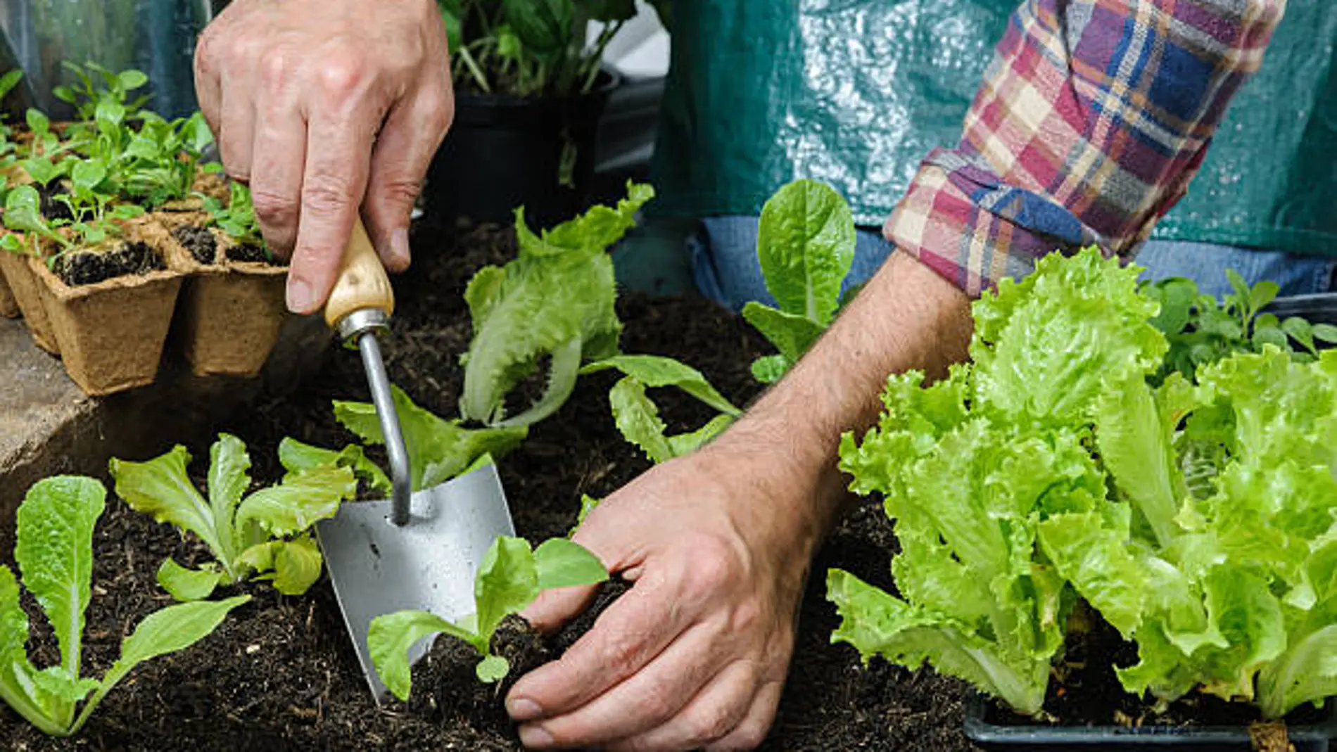 Plantando una lechuga