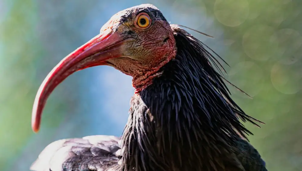 Ibis eremita