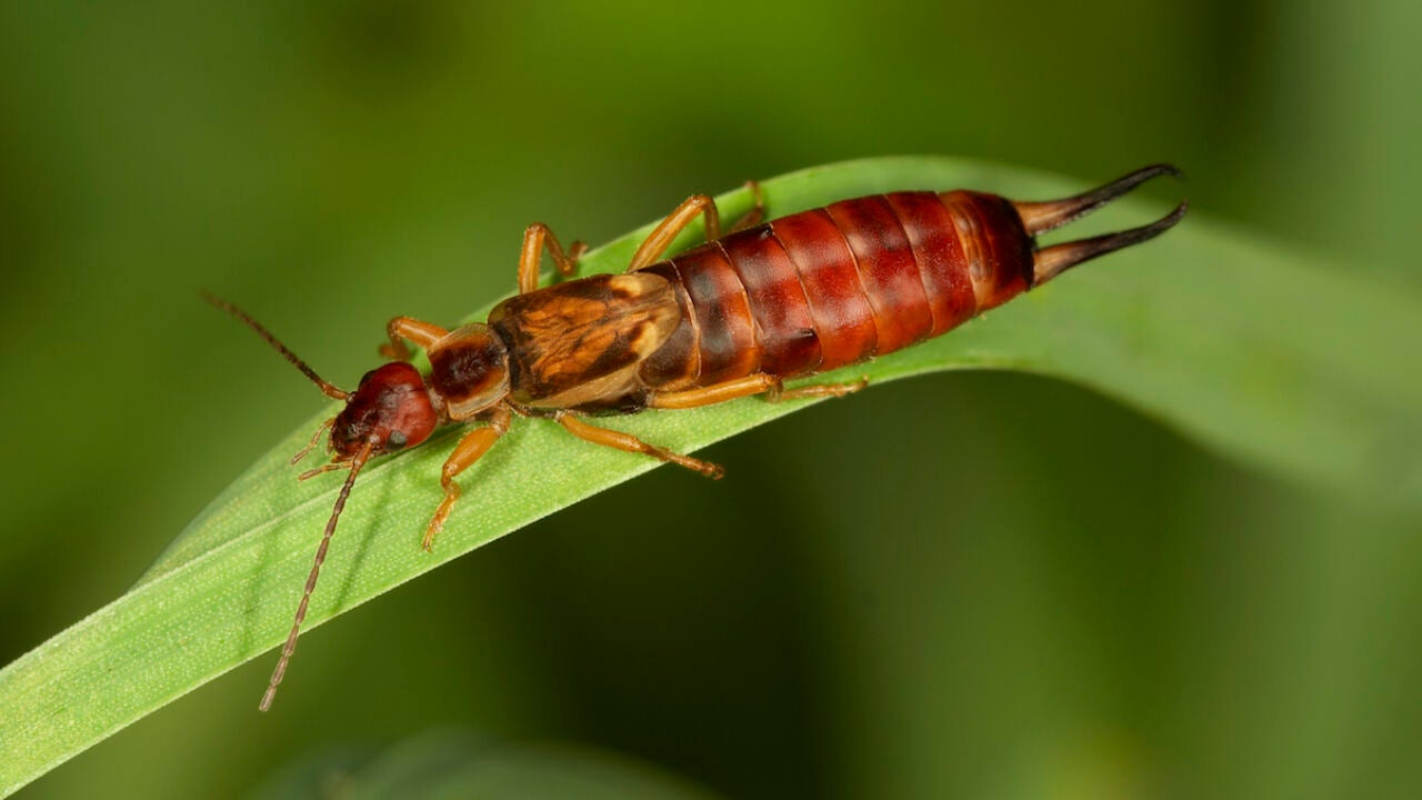 Mucho cuidado con el insecto tijereta: si lo encuentras en tu jardín ...