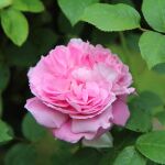 Soy jardinero y así es como debes cuidar los rosales en invierno