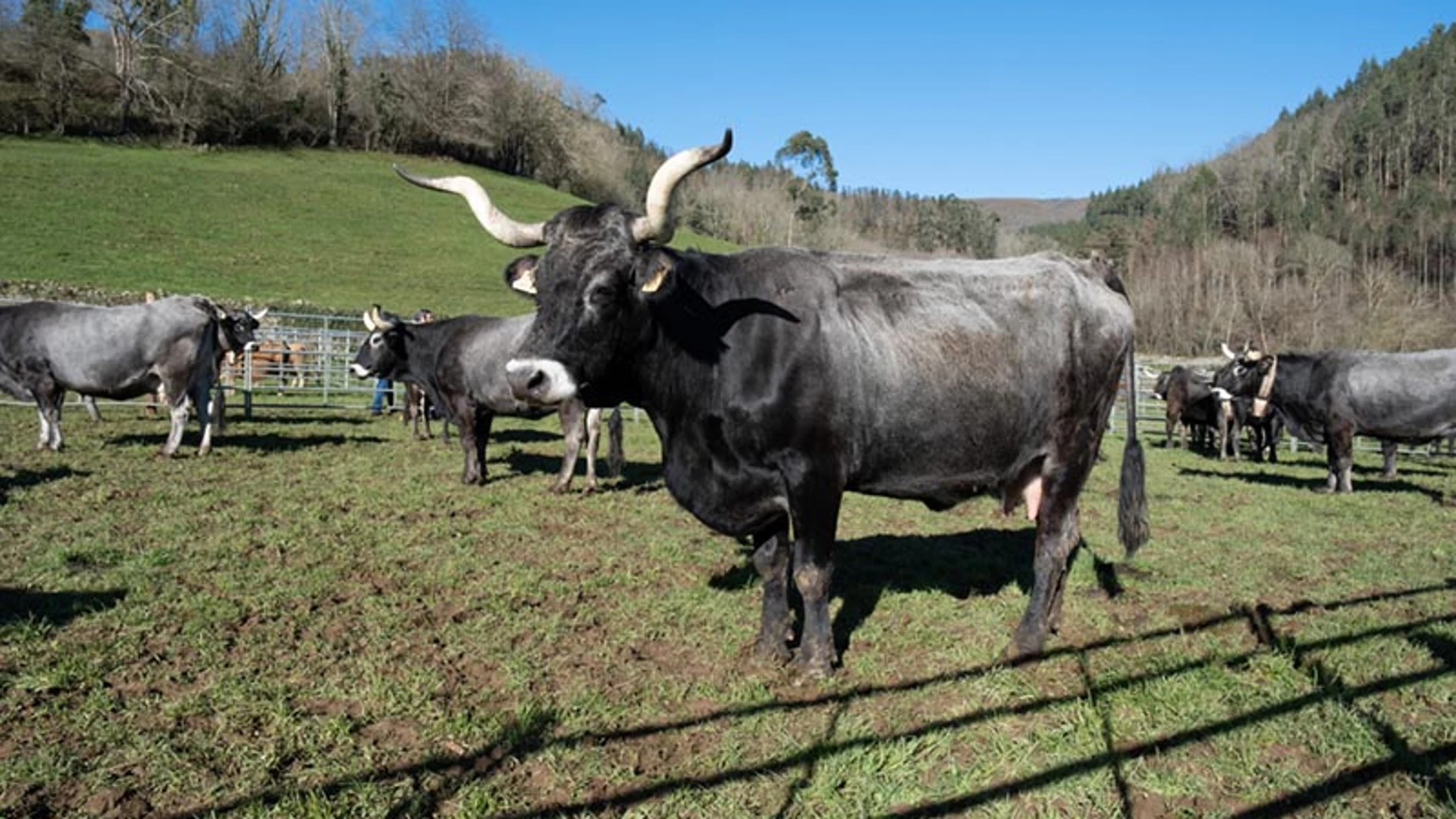 Cantabria impulsa la cría de razas autóctonas y destina 300.000 euros a las razas puras