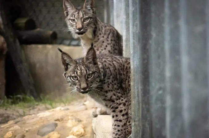 El lince ibérico estrena territorios El lince ibérico estrena territorios
