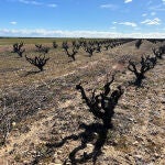 Imagen de viñedo IBERVITIS