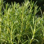 Los 7 consejos para que el romero crezca verde y huela bien durante todo el año