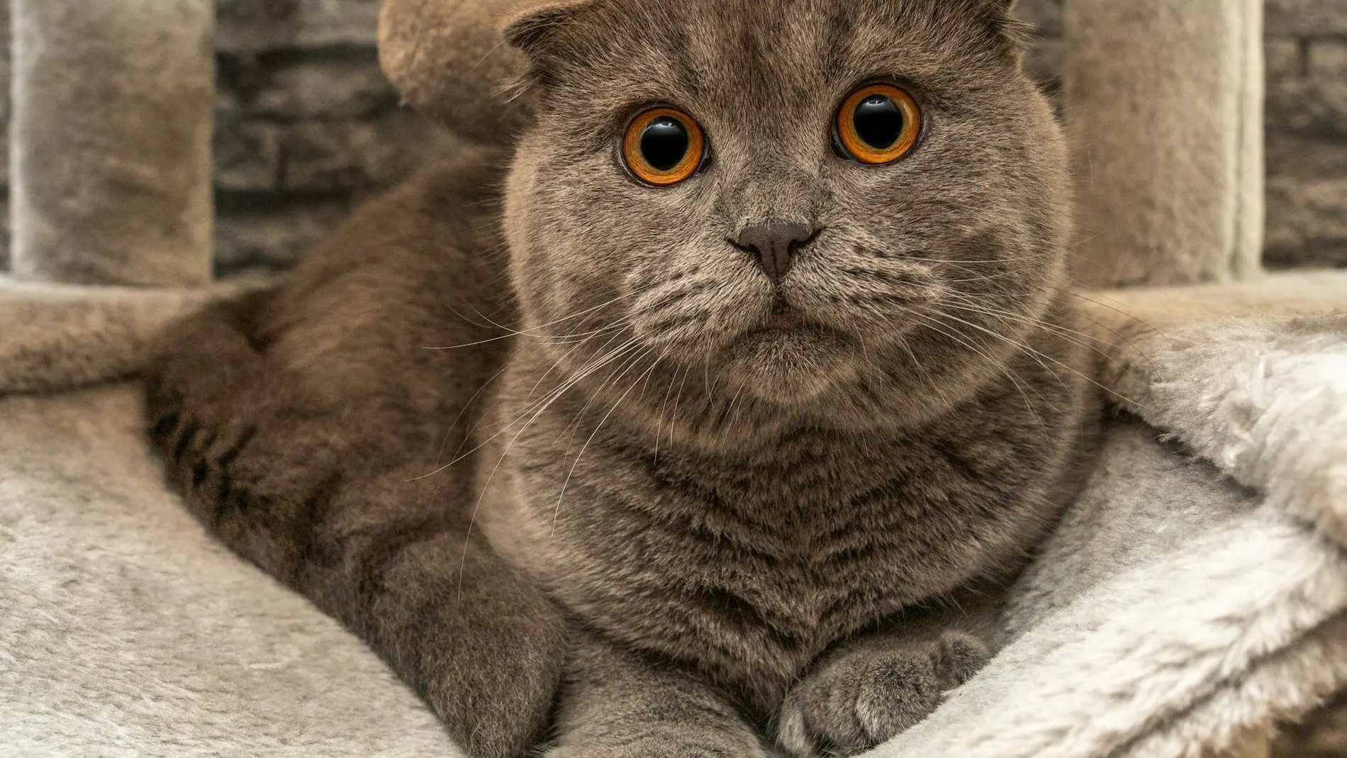 Gato con sobrepeso