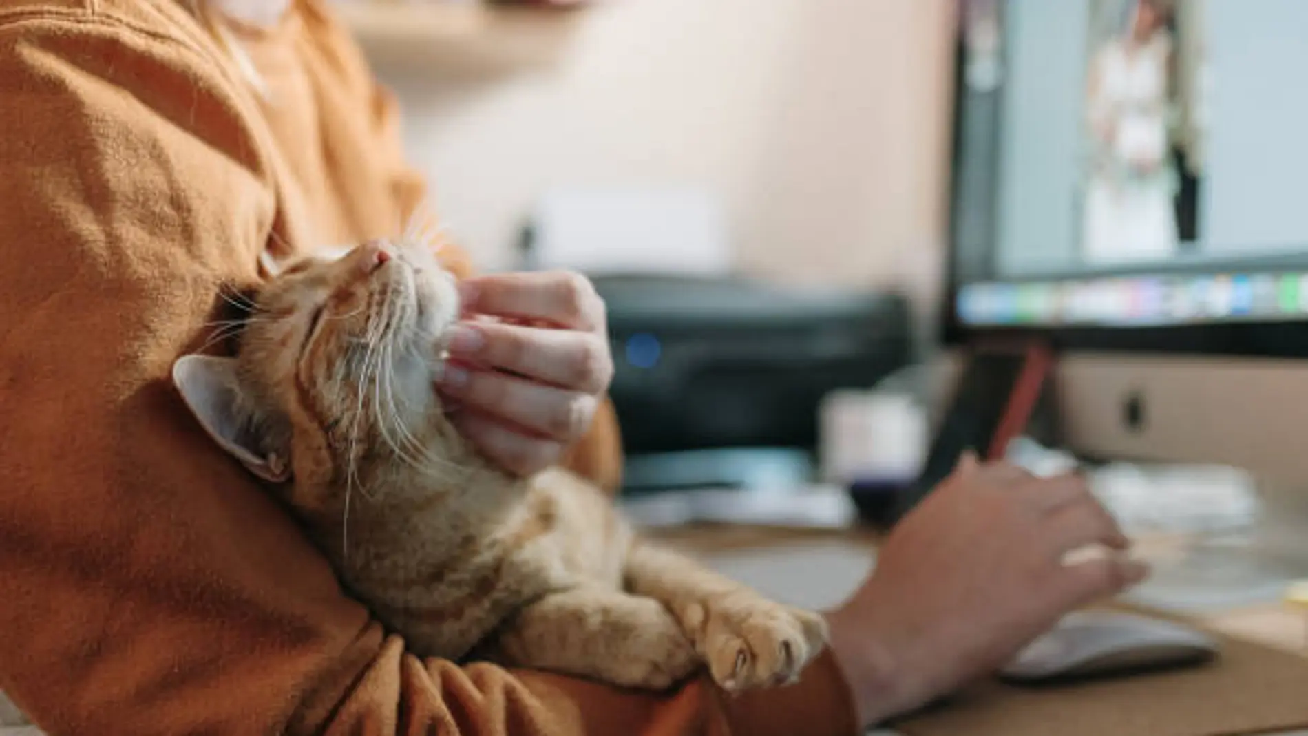 Las cinco maneras de evitar romperle el corazón a tu gato