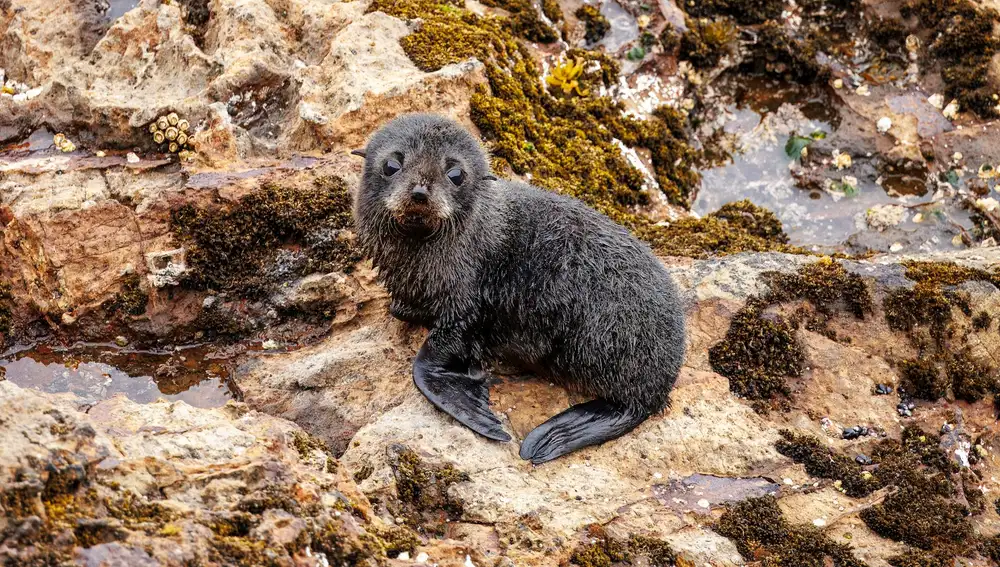 Cría de foca