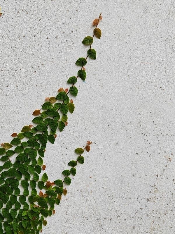 Planta Ficus pumila