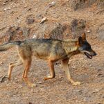 Economía.- Galicia pide al Goberno que retire cuanto antes al lobo del listado de especies con protección especial