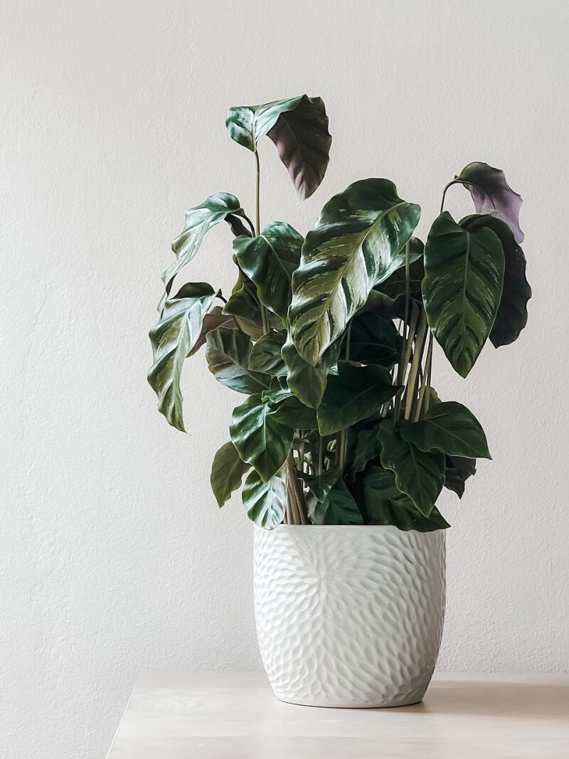 Planta Zamioculca