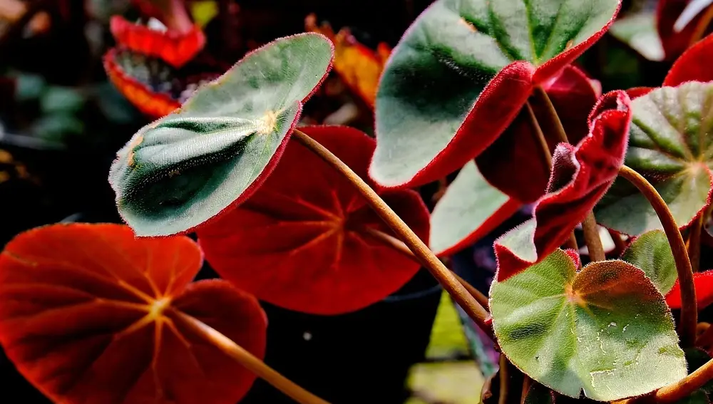 Planta Begonia