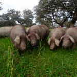La fase de engorde del cerdo ibérico está próxima a su fin