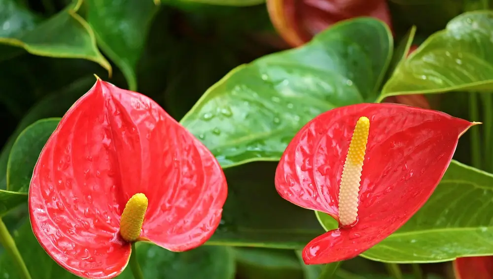 Planta Anturio