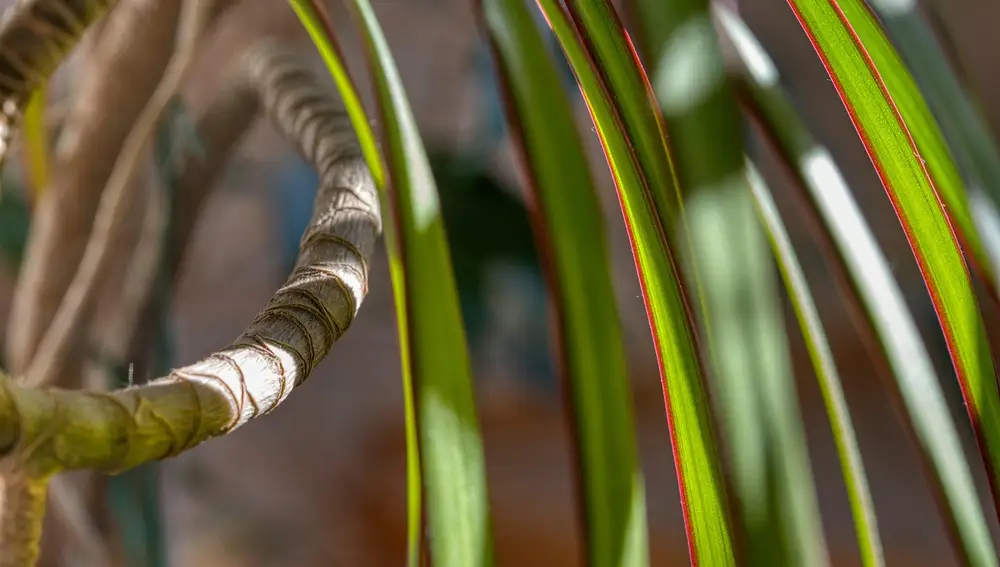 Planta Drácena