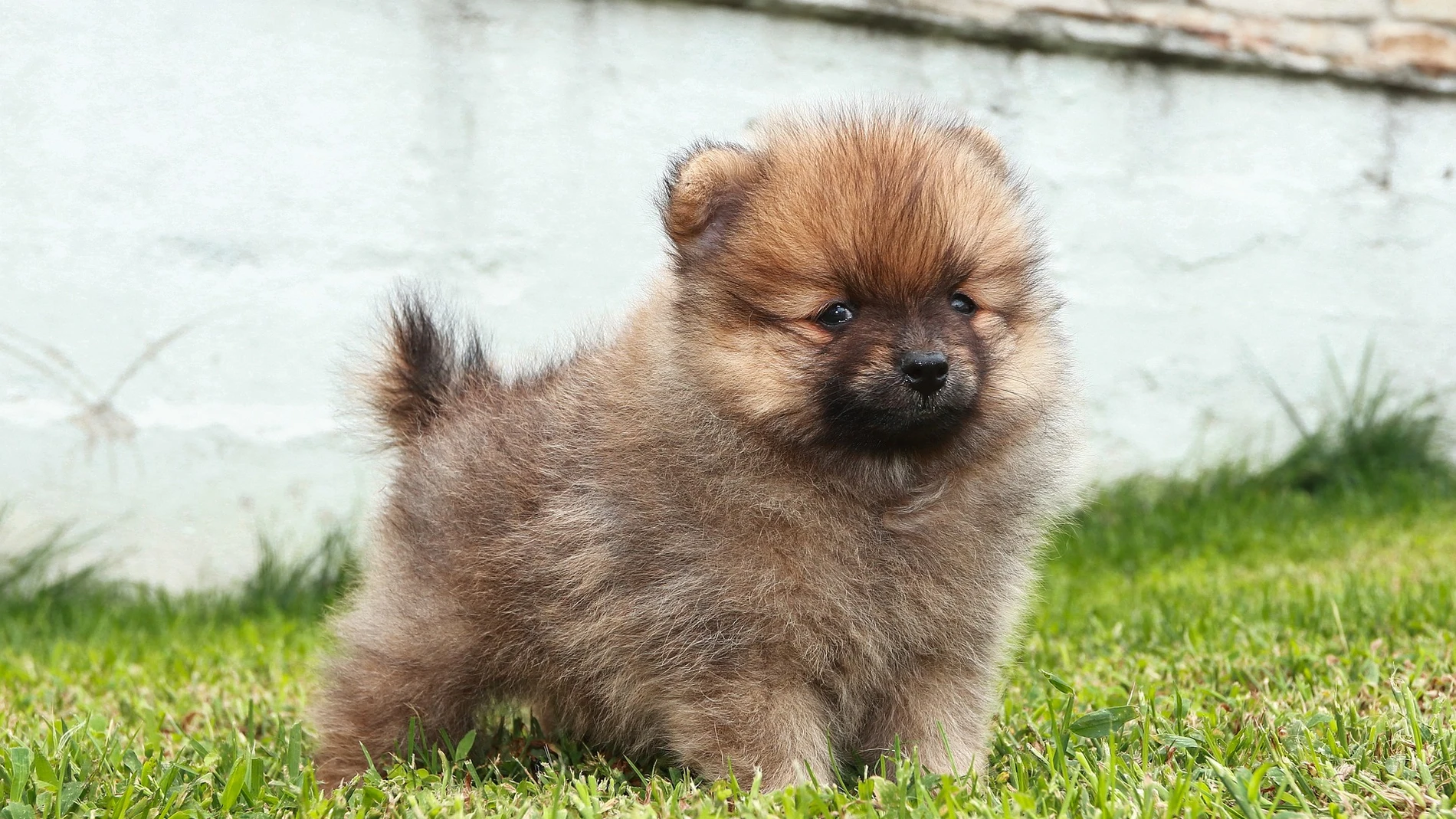 Cachorro de perro