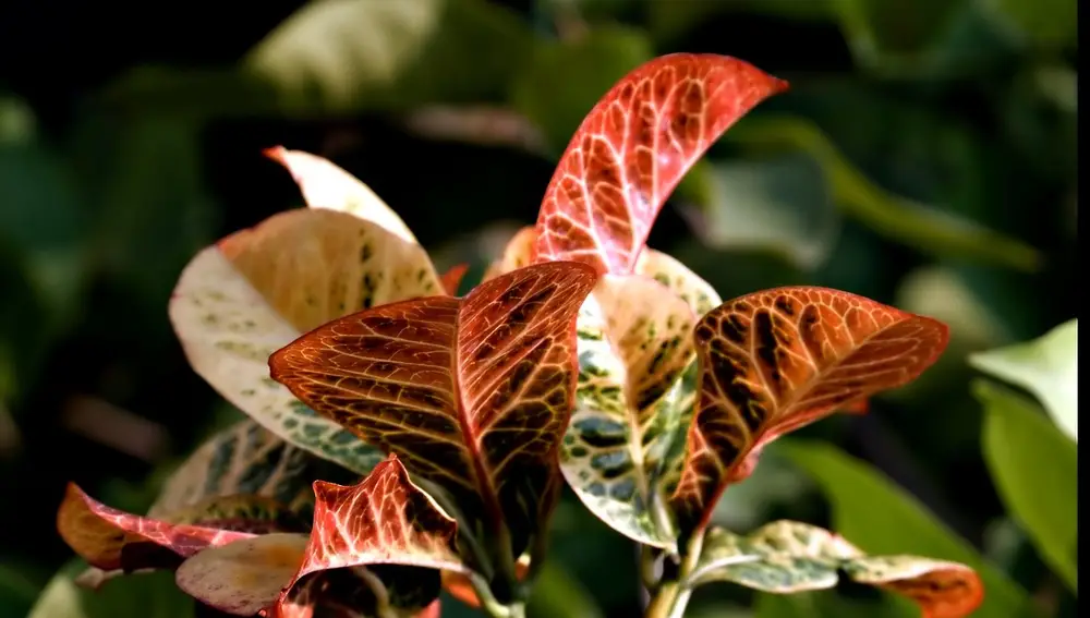 Planta Crotón