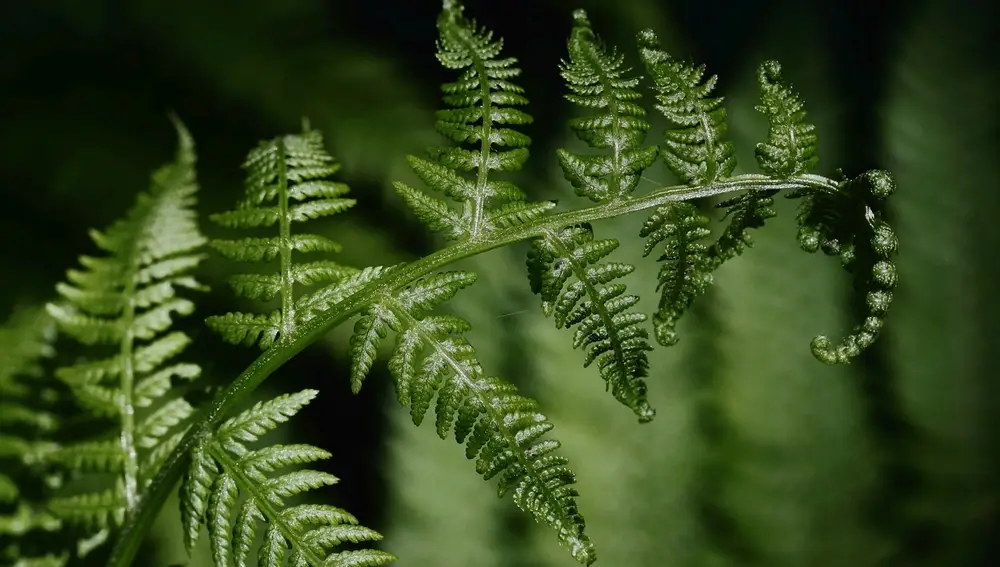 Planta Helecho