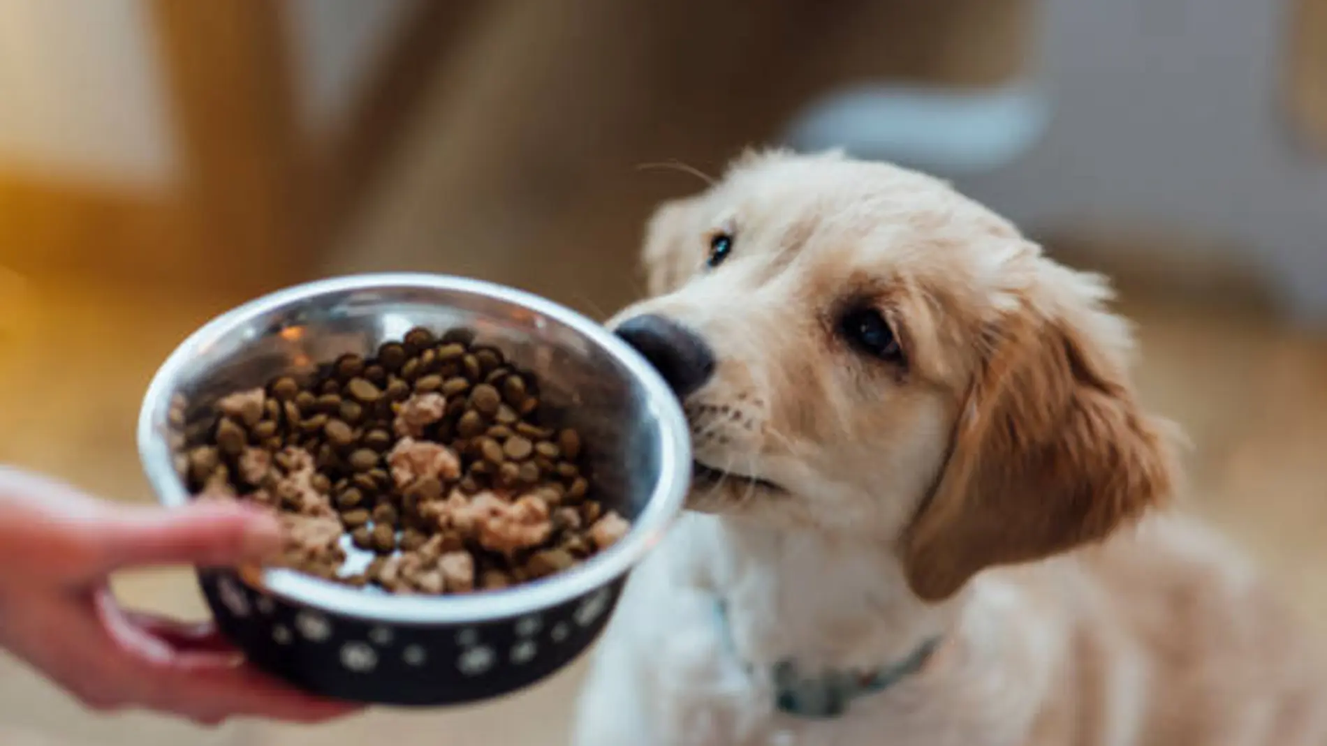 Un perro mirando un cuenco de comida