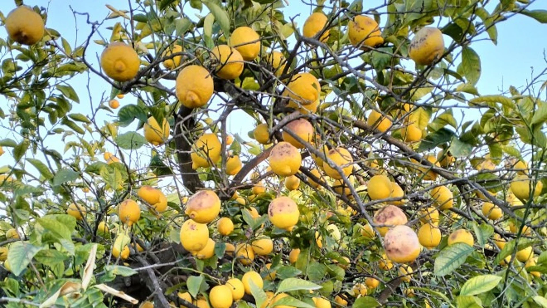 Imagen de los limones en el árbol, con signos de los daños que ha provocado el frío en el fruto