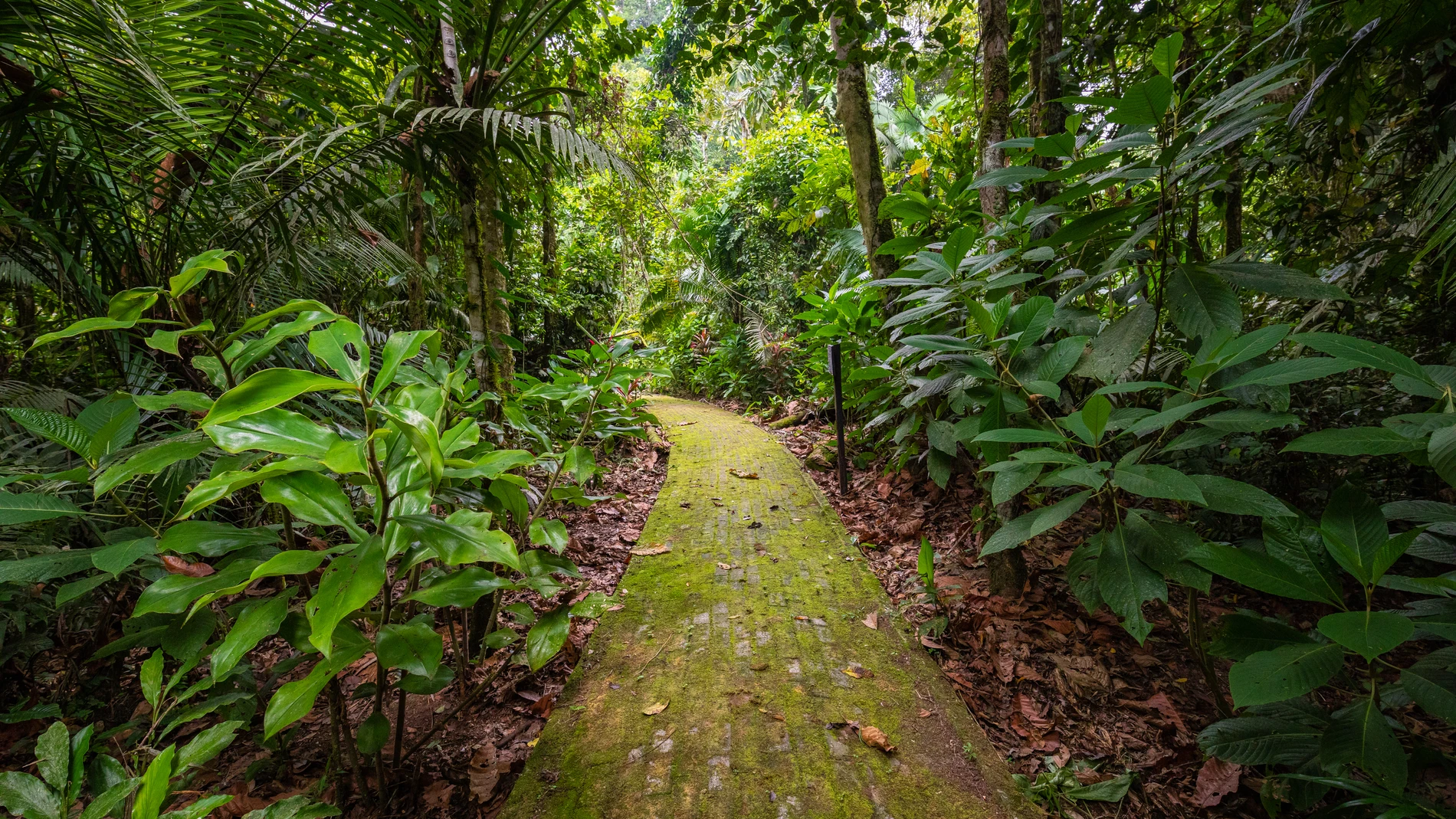PARQUE NACIONAL DE YANUSI, ECUADOR