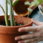 Fertilizante natural para nuestras plantas