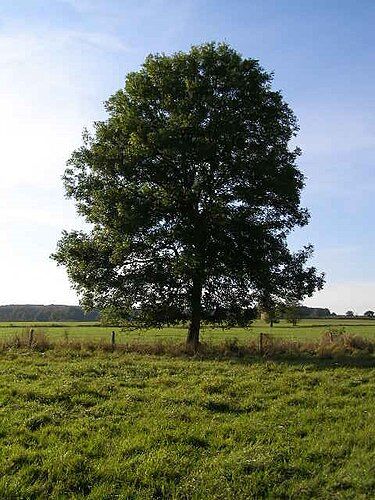 Fresno árbol