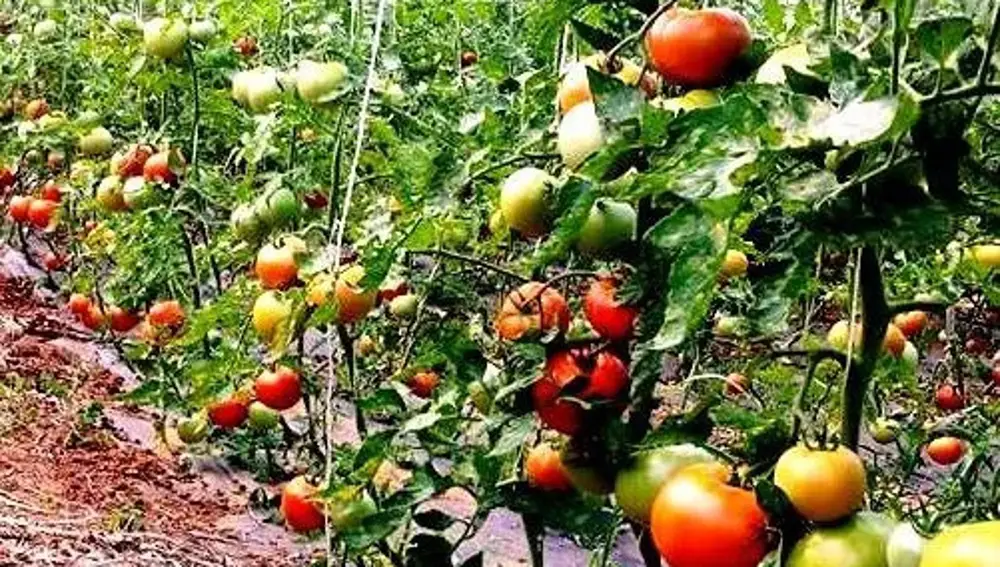 Semillero de tomate