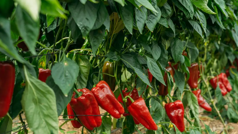 Pimientos sembrados