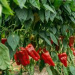 Pimientos sembrados