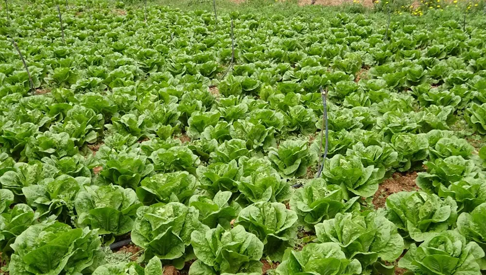 Lechuga cultivada