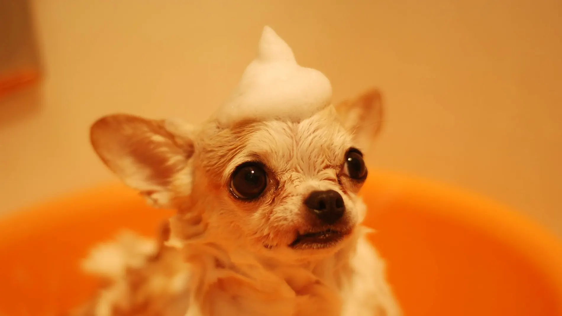 Perro en la bañera