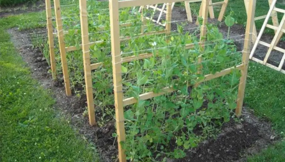 Cultivo de guisantes