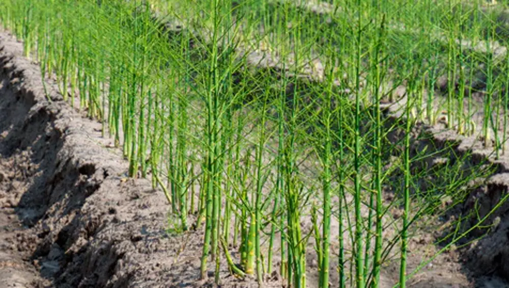Cultivo de espárragos