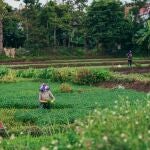 Las plantas que se deben sembrar en marzo para que sus frutos estén listo antes de verano