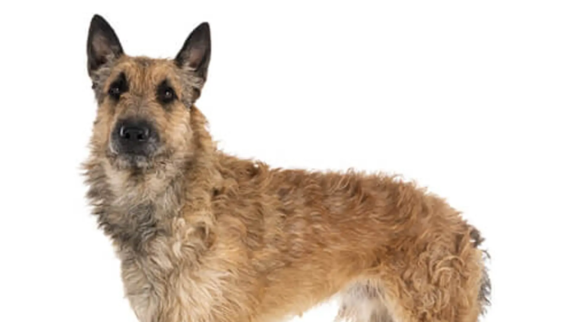 La raza de perro que está desapareciendo: solo quedan 1.000 cachorros restantes