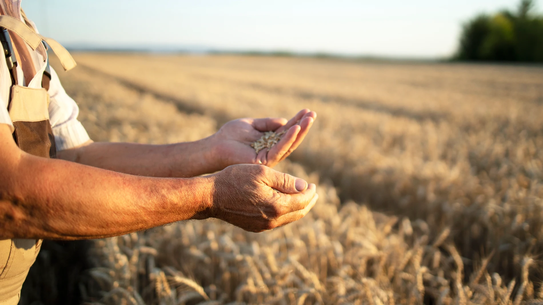 La producción de agrocommodities está muy concentrada