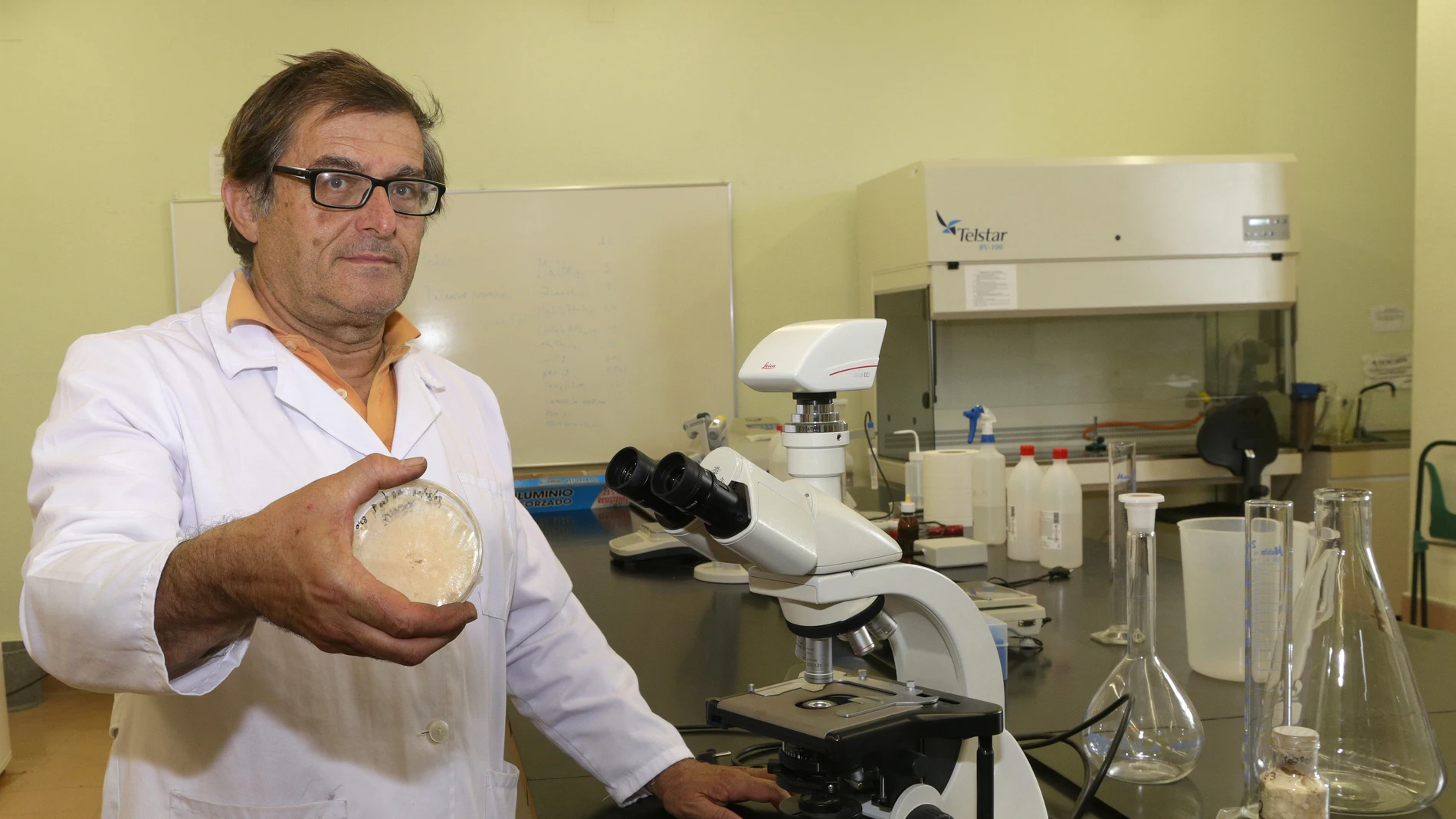 catedrático de Micología de la Universidad de Valladolid en el Campus de Palencia, Andrés Oria, muestra un cultivo del hongo Cordyceps Militaris (Risqueto de Monte), capaz de neutralizar las plagas de orugas procesionarias que atacan a los pinos