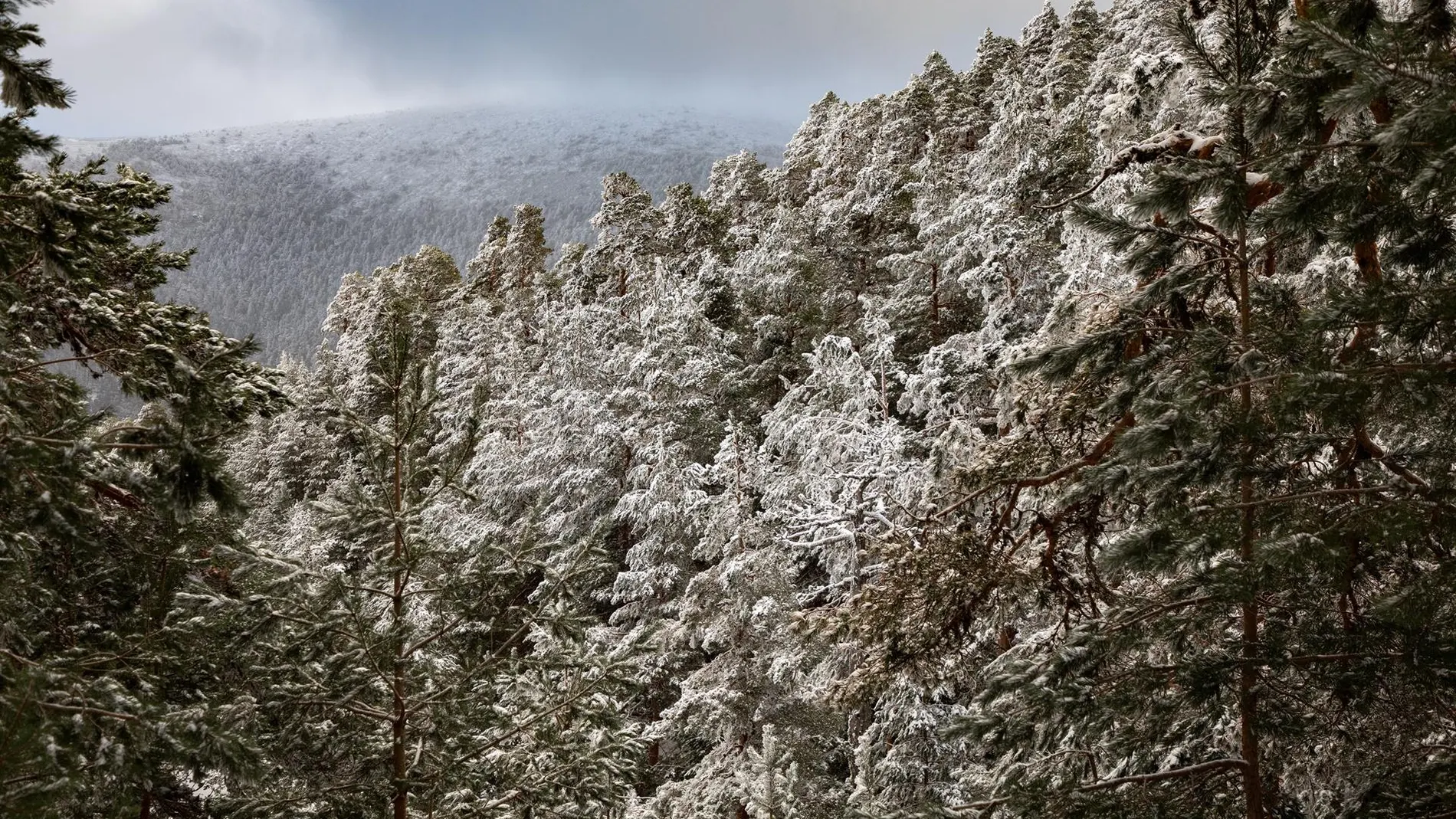 MADRID.-Aviso amarillo por nevadas en la Sierra este domingo