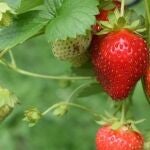 Estas son las variedades de fresa más cultivadas durante la campaña 2024-2025
