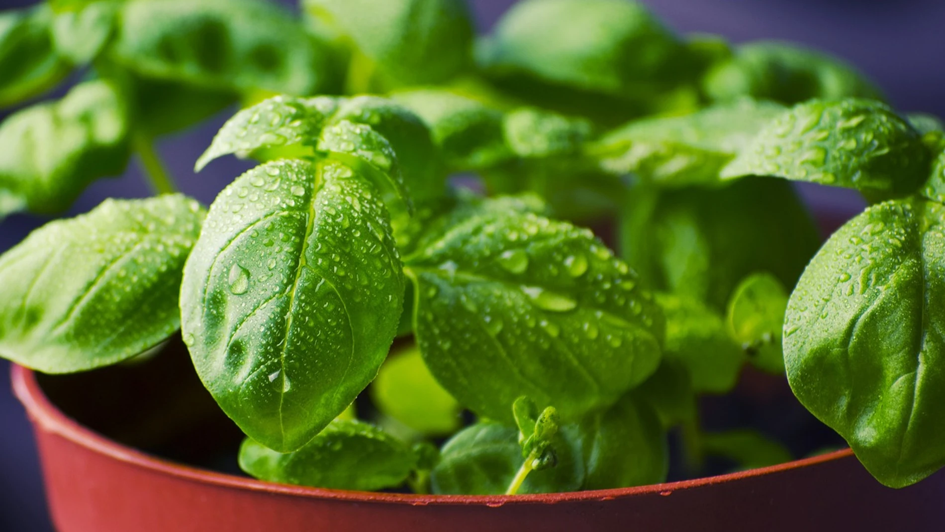 Las plantas que debes plantar este mes para ahuyentar a las moscas y los mosquitos en verano