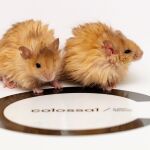 Ratones colosales, como ya son conocidos los ratones lanudos con genes de mamut creados por Colossal Bioscience