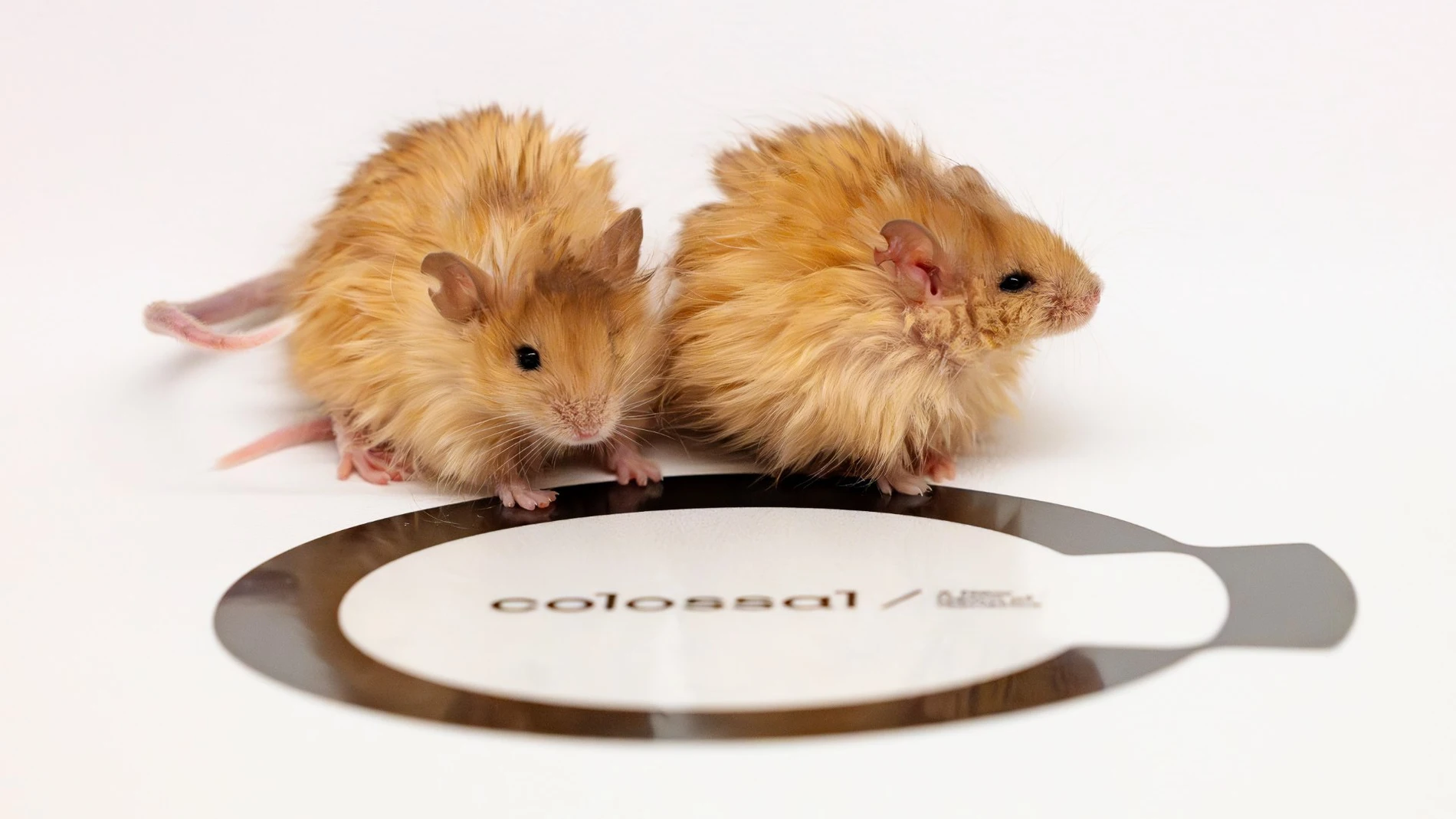 Ratones colosales, como ya son conocidos los ratones lanudos con genes de mamut creados por Colossal Bioscience
