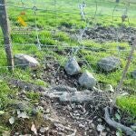 Investigan a un antiguo guardia de un coto en Constantina por cazar cuatro zorros con trampas prohibidas