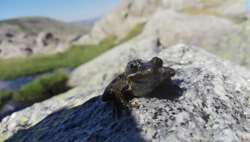 Rana común en Gredos