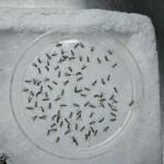 Un estudio desvela la posible composición del principal mosquito que transmite la enfermedad del virus del Nilo