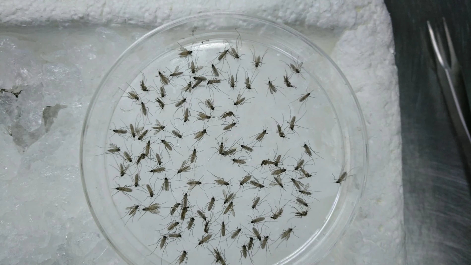 Un estudio desvela la posible composición del principal mosquito que transmite la enfermedad del virus del Nilo