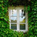 Esta es la planta que debes evitar tener en tu jardín: atrae insectos, moscas y mosquitos