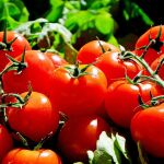 Científicos descubren genes que permiten cultivar tomates y berenjenas más grandes